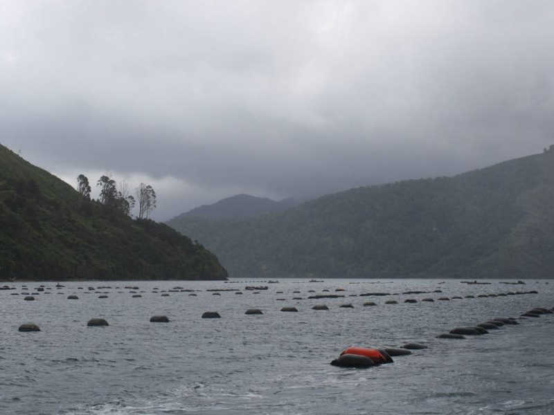 Mussel farming impact